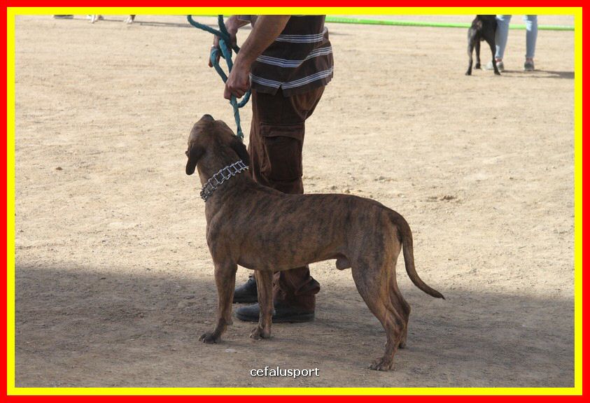 180311 mostra_canina 121.jpg